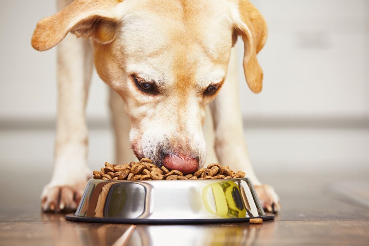 A dog eating plant-based dog food