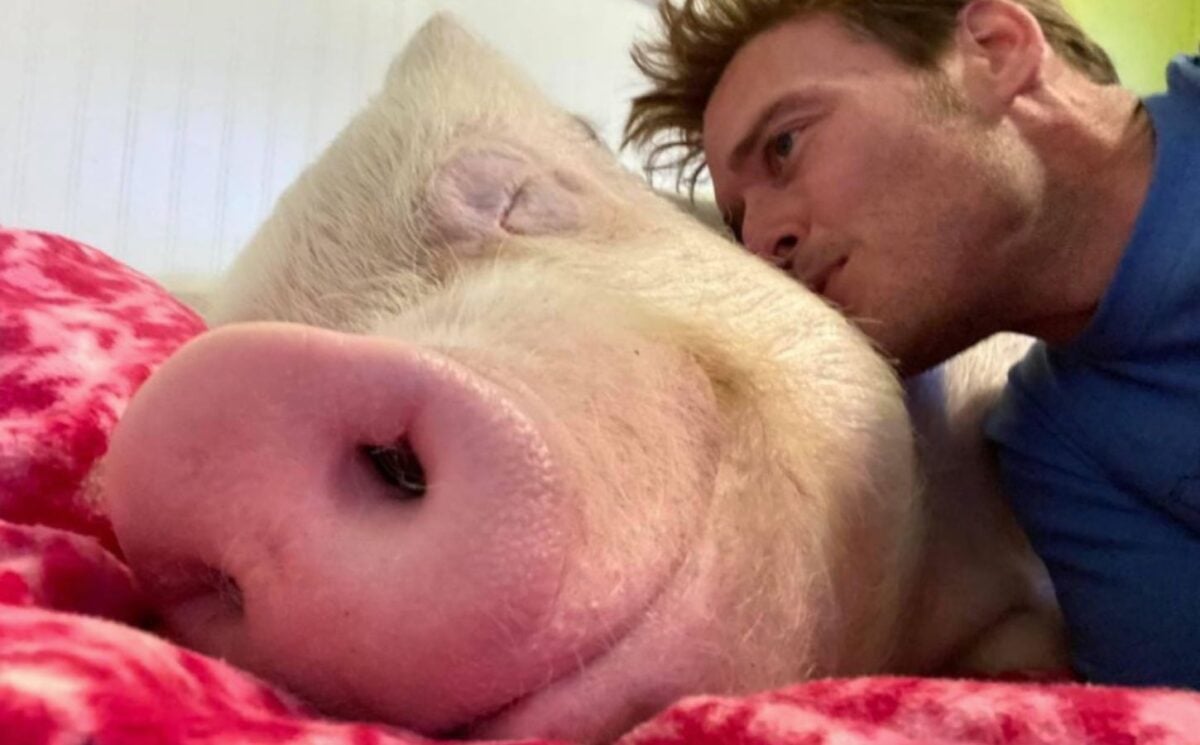 Esther The Wonder Pig Has Died Aged 11
