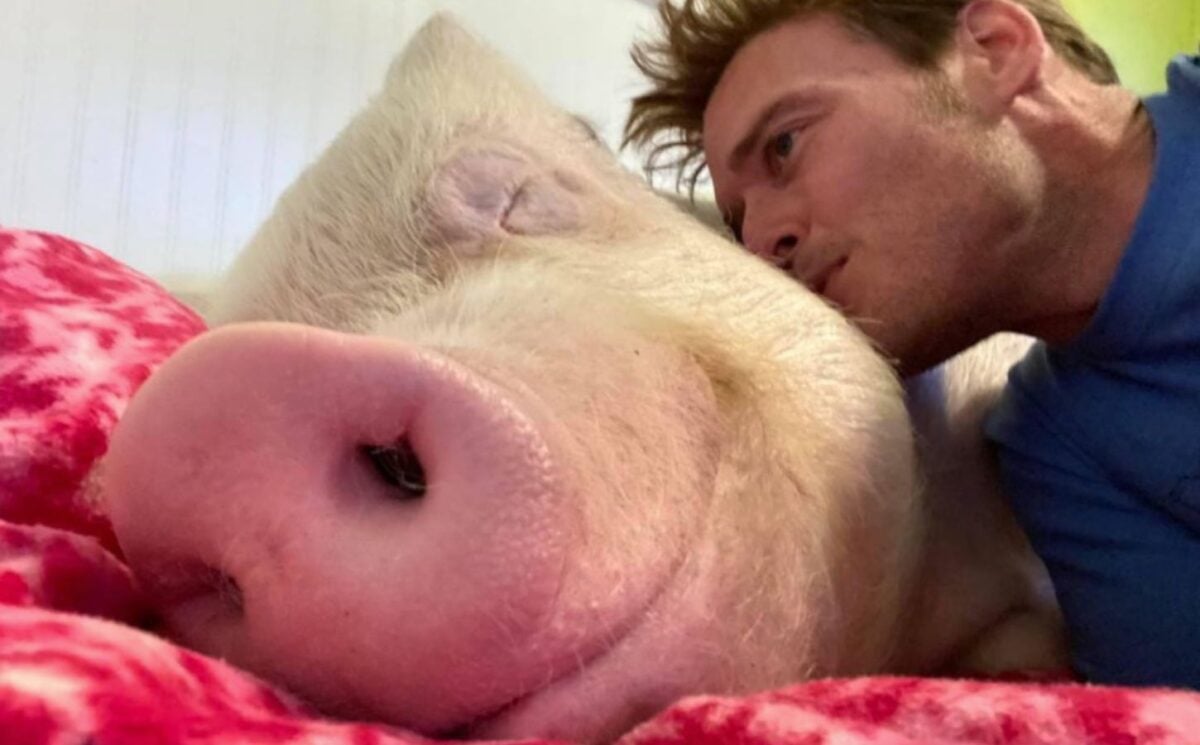 Esther the Wonder Pig asleep next to her guardian