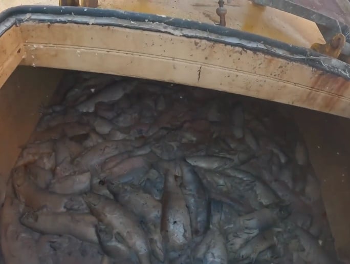 A pile of dead salmon who have been thrown into a bin at a salmon farm in Scotland