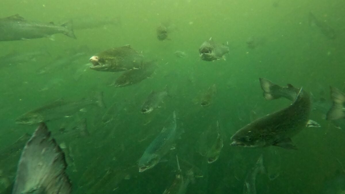 A UK salmon farm