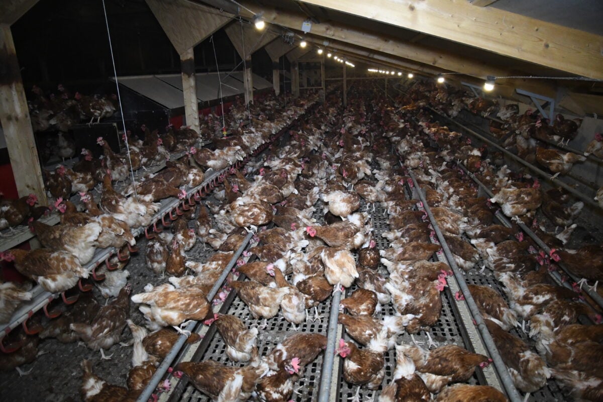Chickens crammed in a shed at a so-called "free-range" UK "Happy Egg" farm