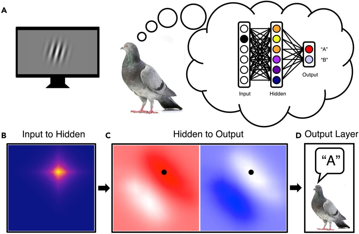 Figure 1 from The pigeon as a machine study