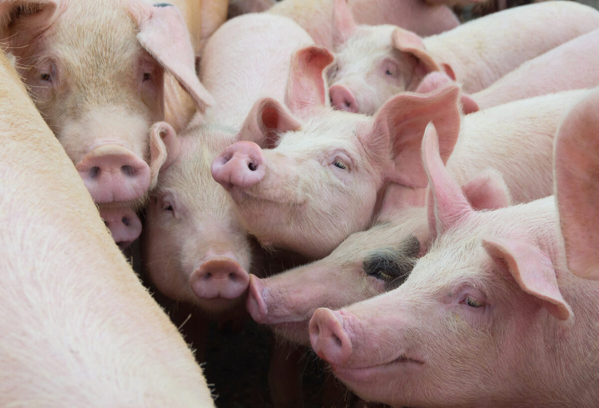 Group of pigs, which are commonly used to make gelatin, used in sweets, in farm yard