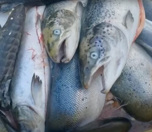 Dead salmon on a UK Scottish salmon farm