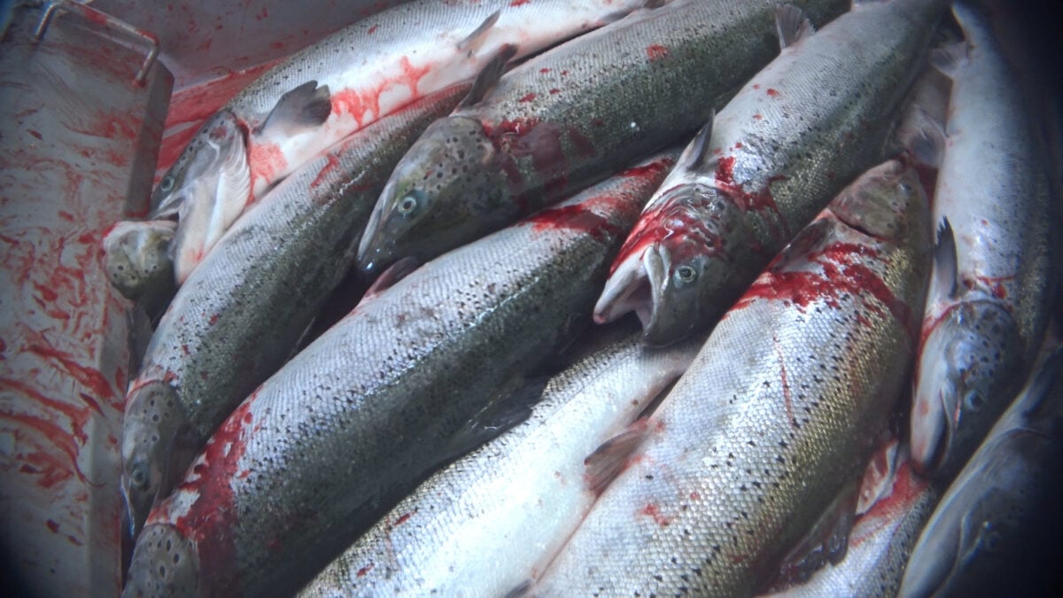 Dead salmon on a UK Scottish salmon farm