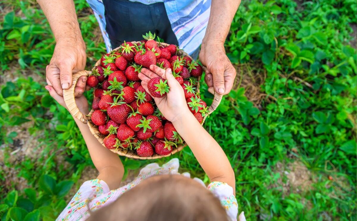 An older person and a child carrying a basket of strawberries, which are thought to have health benefits