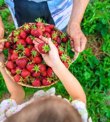 An older person and a child carrying a basket of strawberries, which are thought to have health benefits