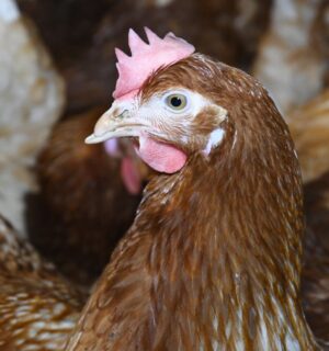 A hen in a 'Happy Egg' free-range farm in the UK