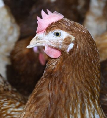 A hen in a 'Happy Egg' free-range farm in the UK