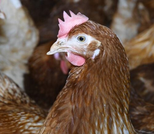 A hen in a 'Happy Egg' free-range farm in the UK