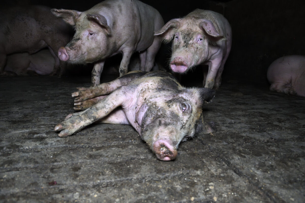 Pigs in an indoor factory farm in the UK