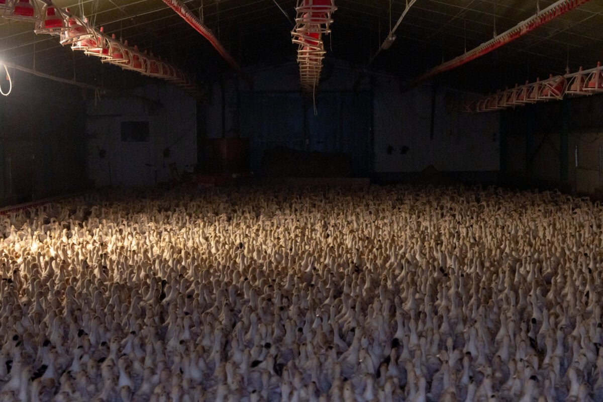 Countless geese in a large barn on a foie gras farm in France