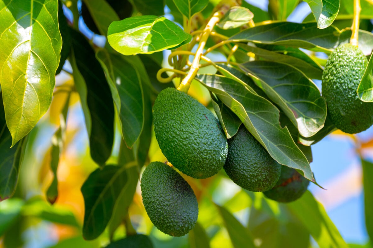 Avocados growing on an avocado tree, a process that usually requires migratory beekeeping