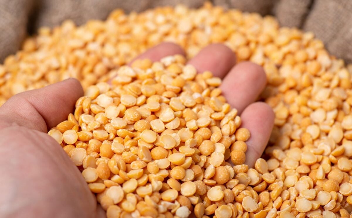 hand holding yellow peas