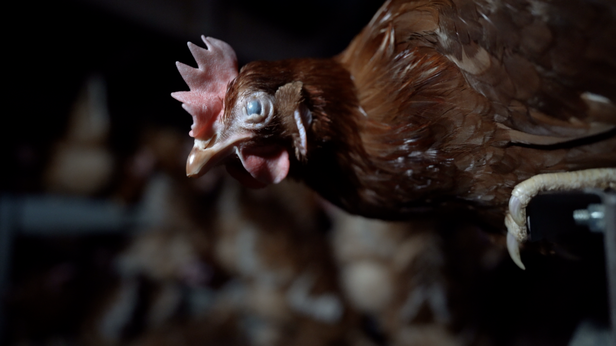 Close up of a chicken in pain at Sunrise Farms