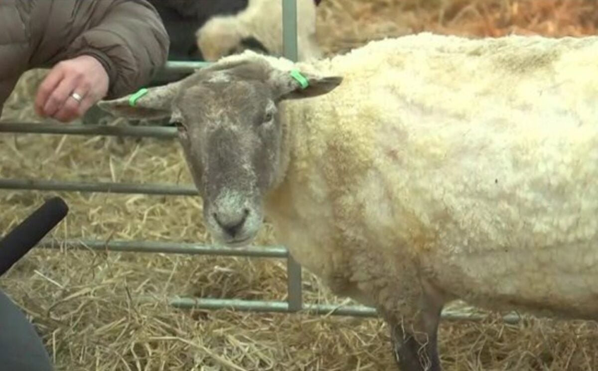 'Britain's Loneliest Sheep': Everything You Need To Know