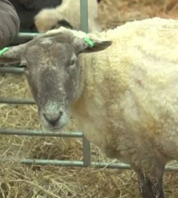 Britain's loneliest sheep, Fiona, at a petting zoo