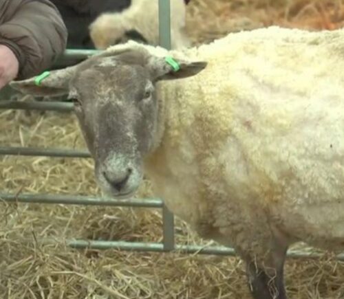 Britain's loneliest sheep, Fiona, at a petting zoo