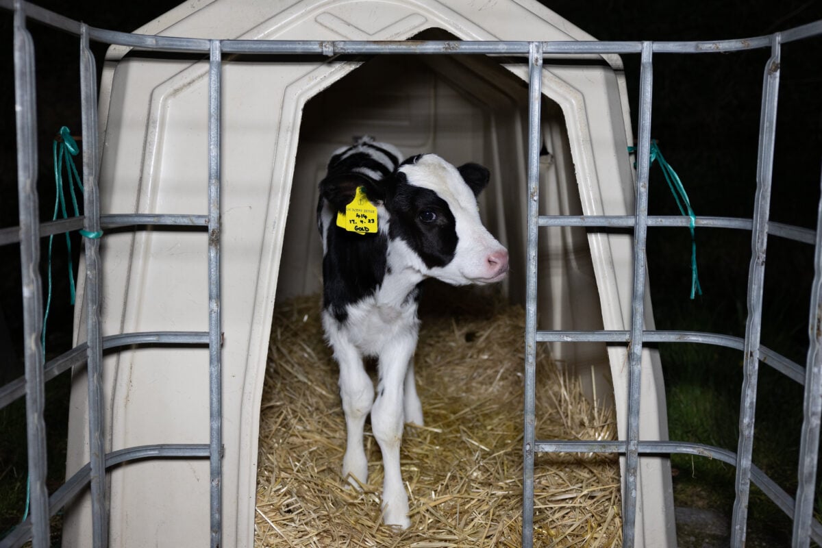 A calf in solitary confinement on a UK dairy farm