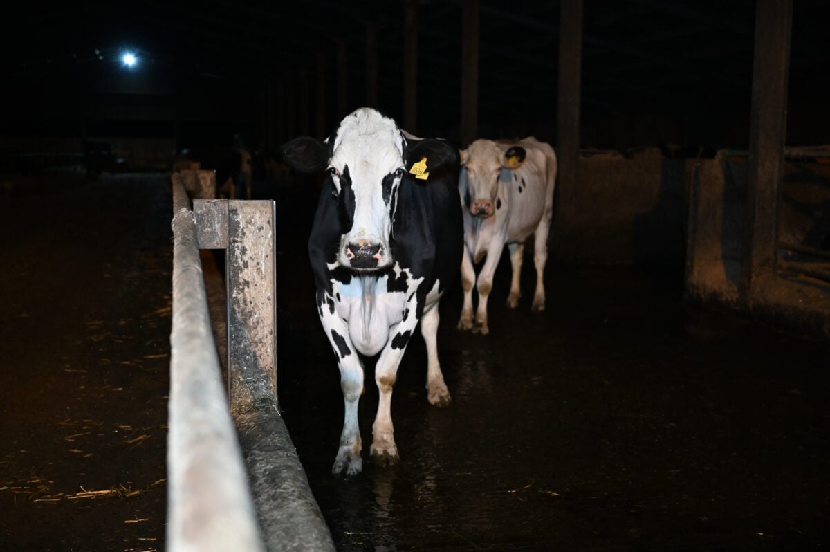 Dairy cows on a UK dairy farm