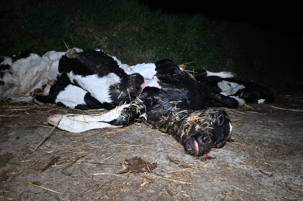 a dead cow lying outside of a UK Dairy farm