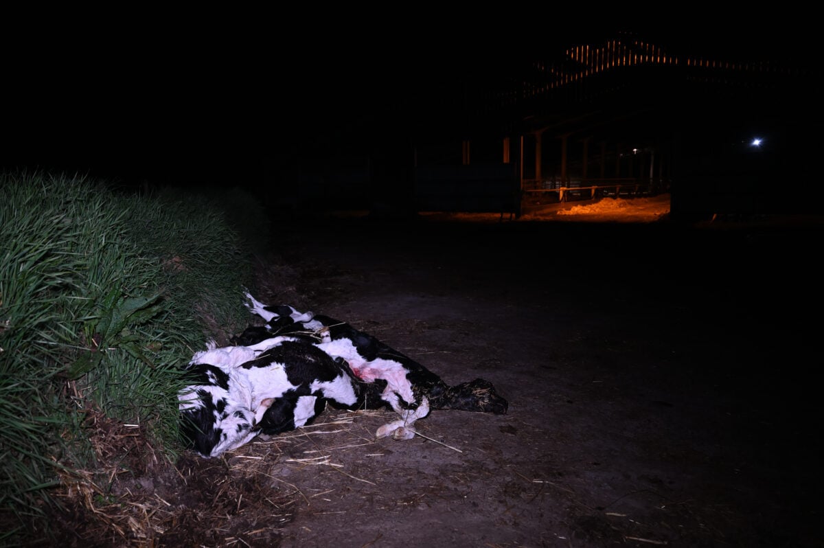 a dead cow lying outside of a UK Dairy farm