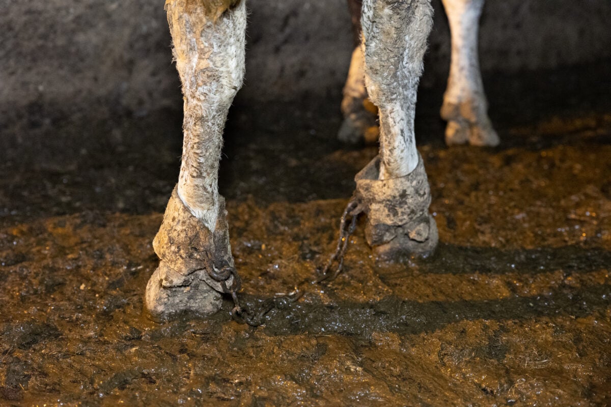 A dairy cow shackled on a dairy farm