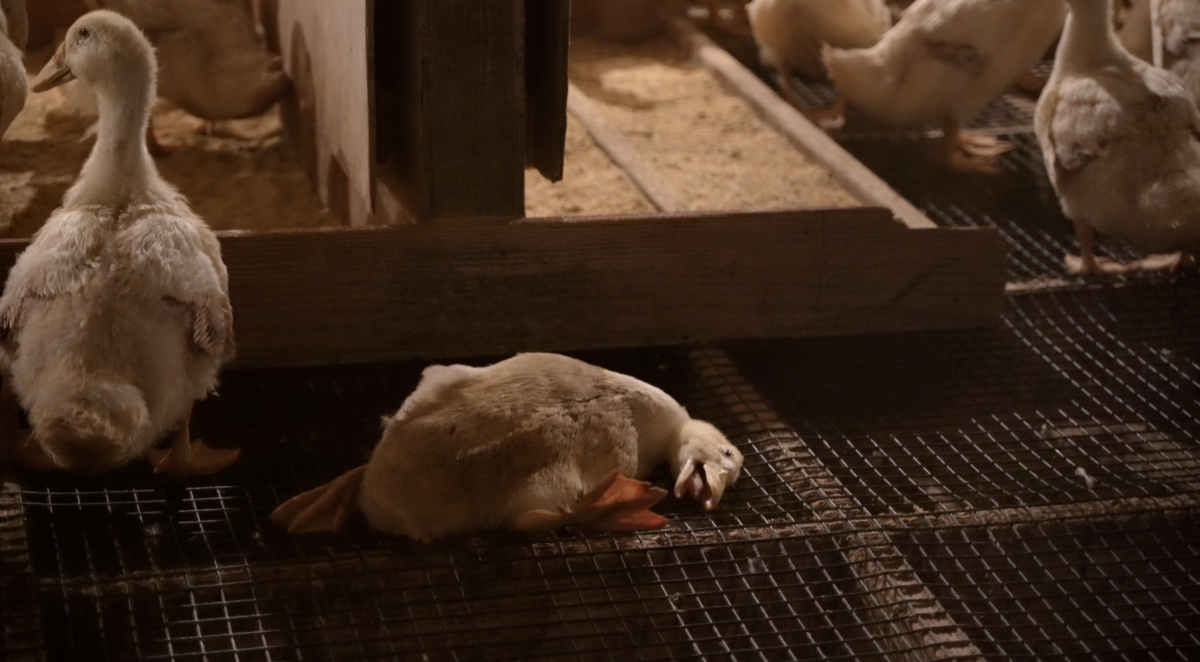 Ducks suffering on the wire floor at Reichardt Duck Farm