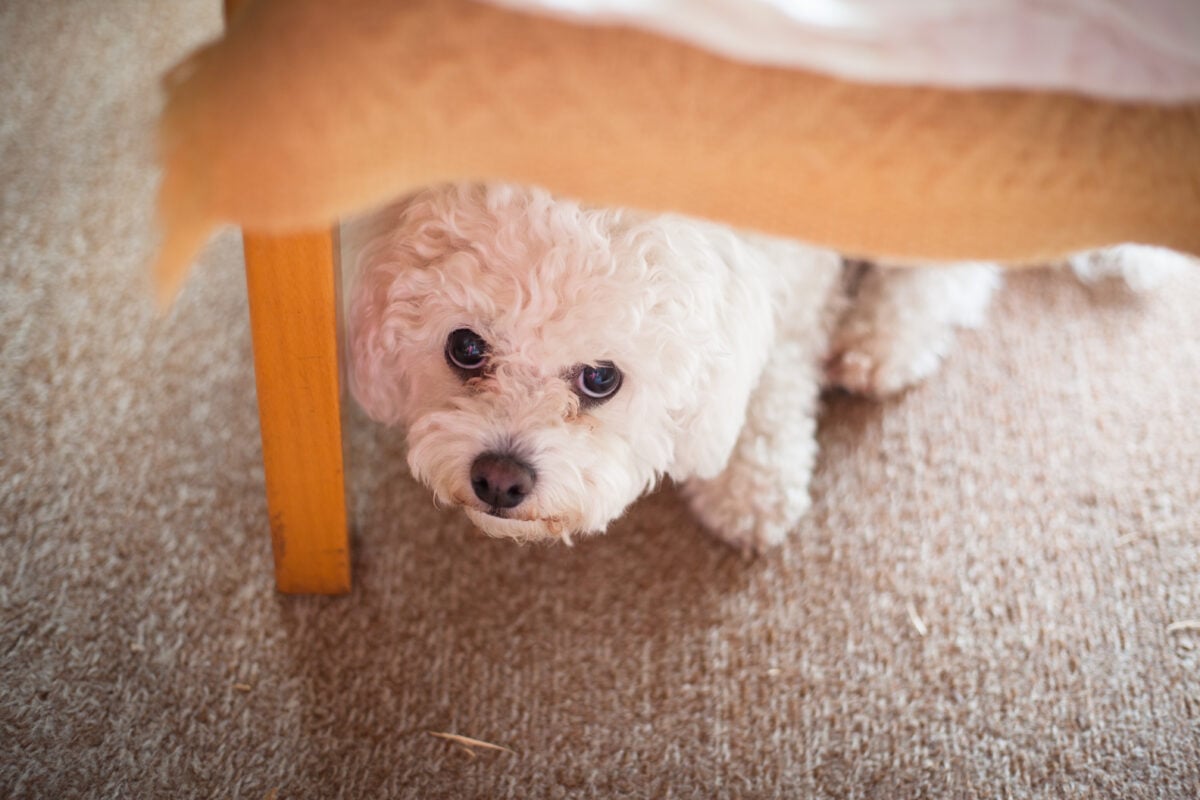 A dog hiding under the bed after becoming frightened by fireworks