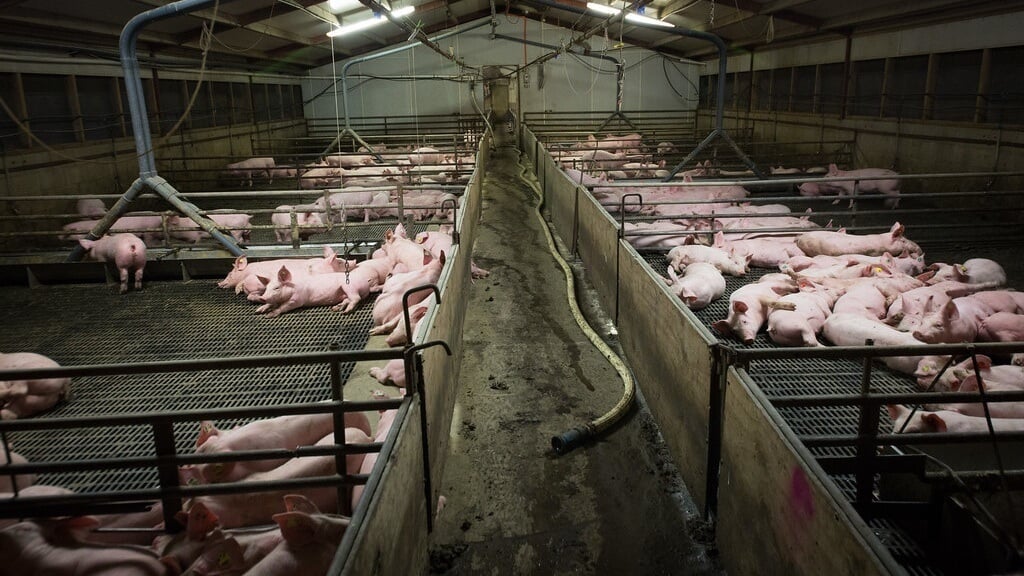A still showing an intensive pig farm from vegan documentary Dominion