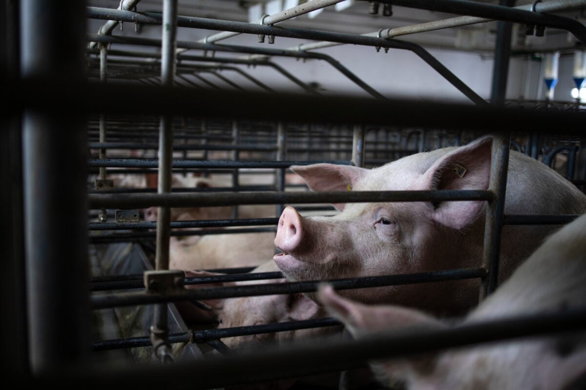 A pig in a farrowing crate cage on a factor farm