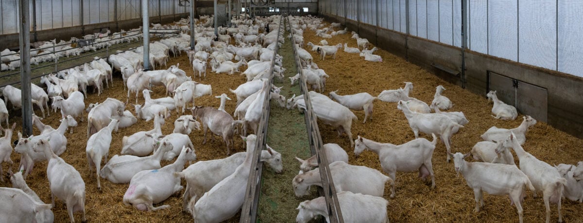 Dairy goat farm in the Netherlands