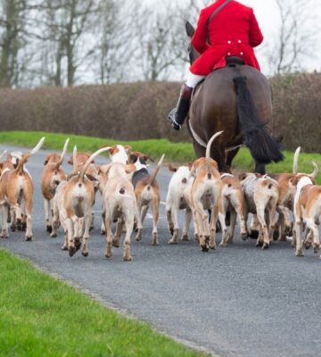 A fox hunt taking place in the UK