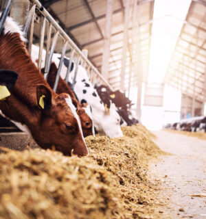 Cows feeding on grain