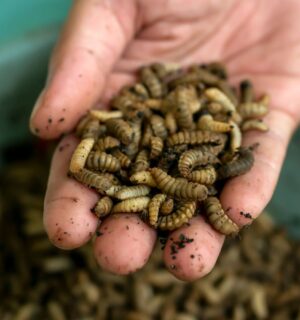 Close-up of a hand holding hundreds of insects at an insect farm