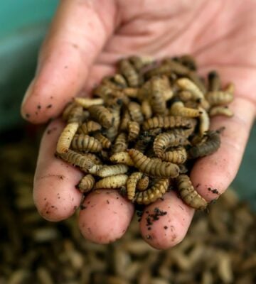 Close-up of a hand holding hundreds of insects at an insect farm