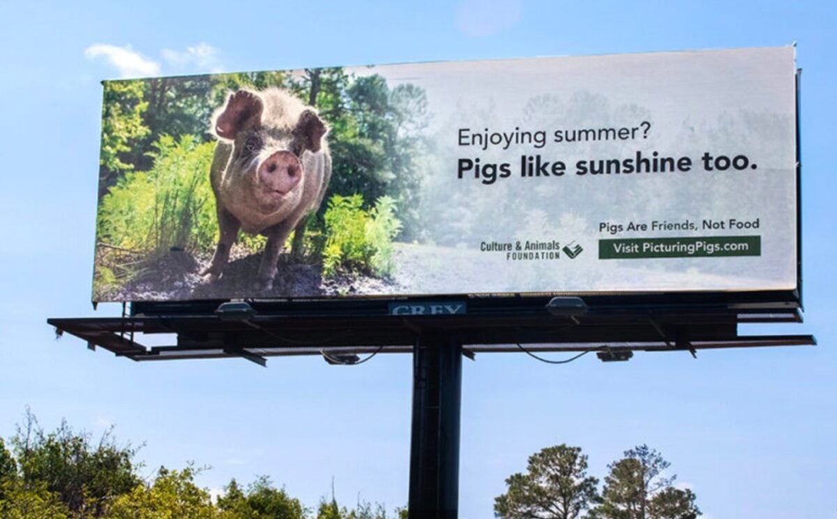 Picturing Pigs billboard in North Carolina