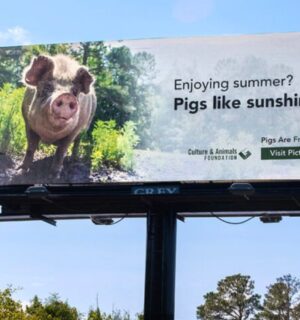 Picturing Pigs billboard in North Carolina