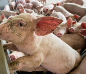 Pigs on a factory farm, where antibiotics overuse is causing a risk to human health