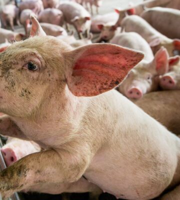 Pigs on a factory farm, where antibiotics overuse is causing a risk to human health