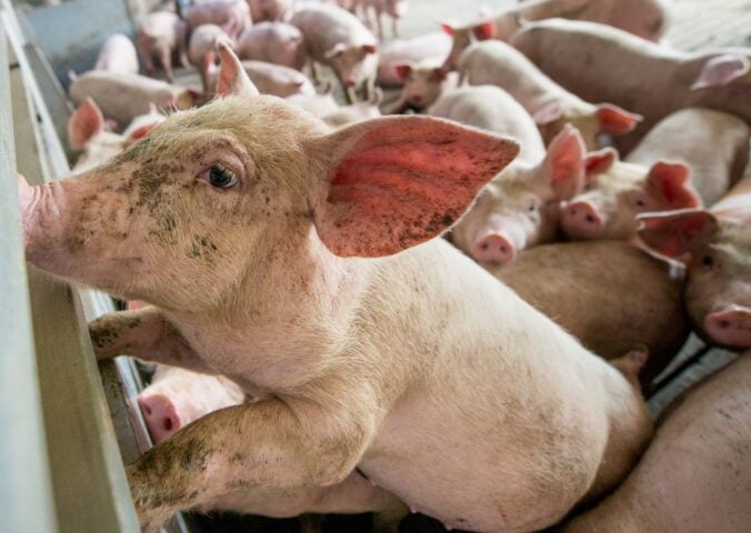 Pigs on a factory farm, where antibiotics overuse is causing a risk to human health