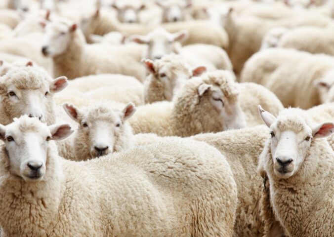sheep