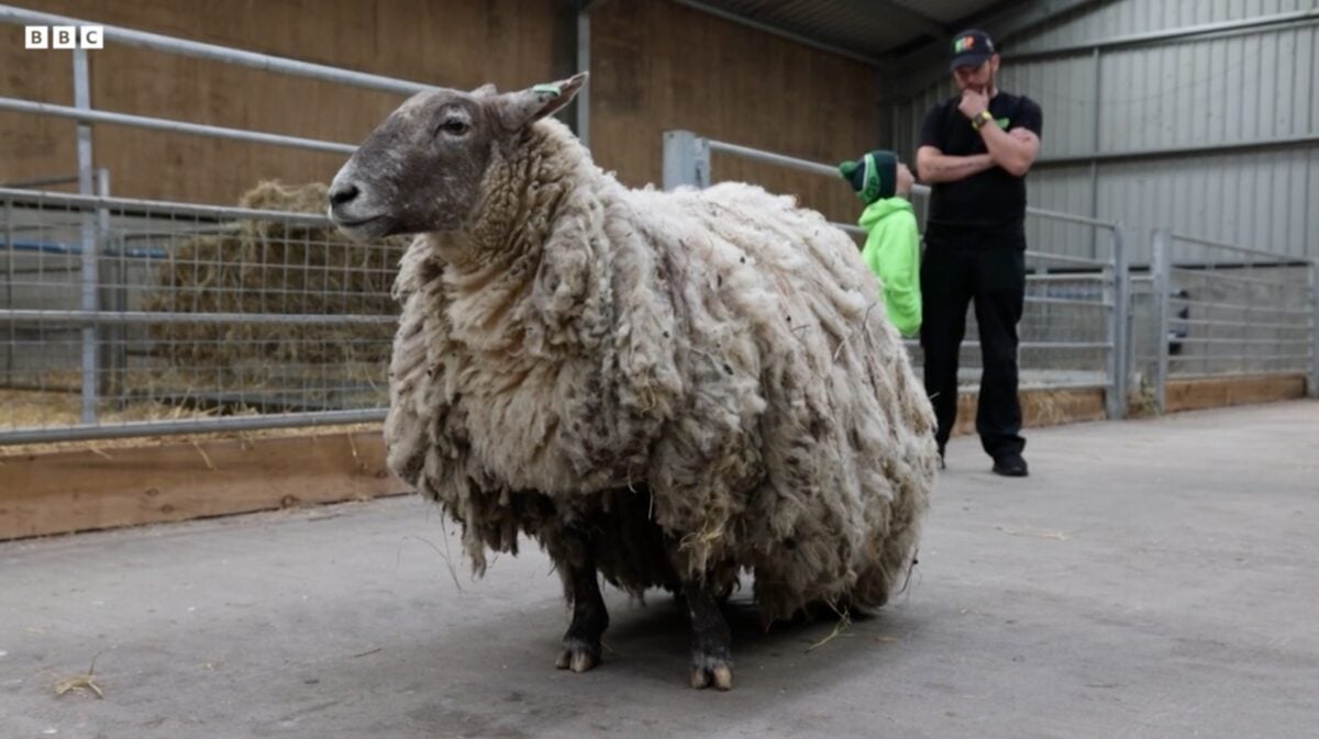 Britain's loneliest sheep, Fiona, at a petting zoo
