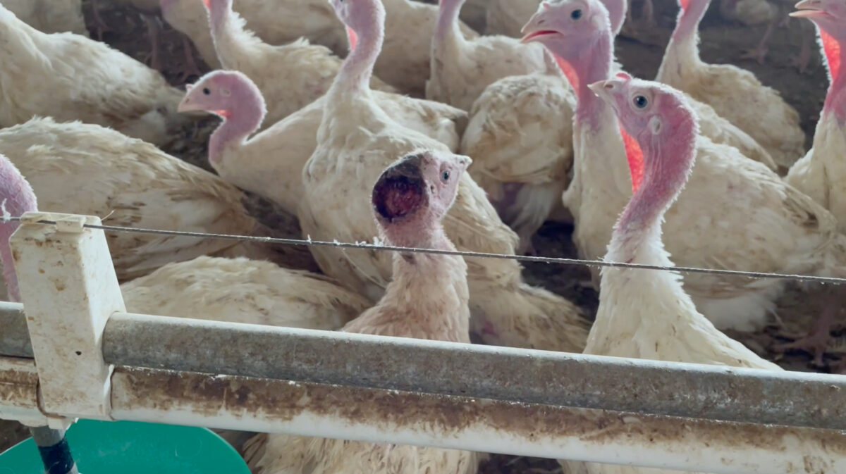 Turkeys raised for Thanksgiving in cramped conditions at a farm in Minnesota