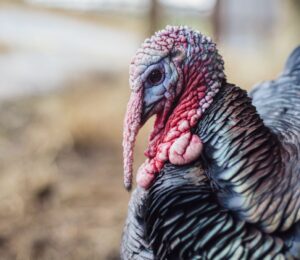 A rescued turkey on a farm