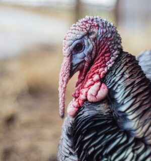 A rescued turkey on a farm