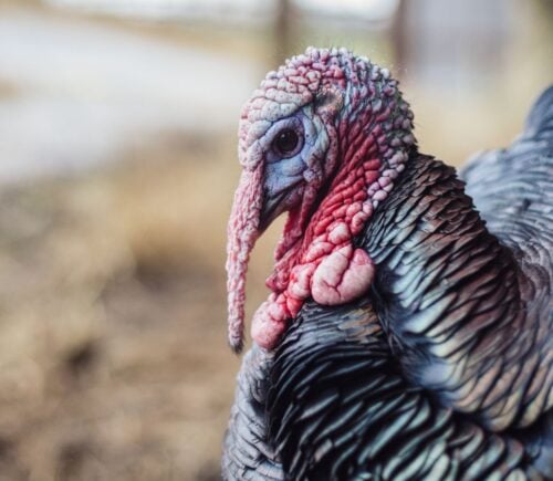 A rescued turkey on a farm
