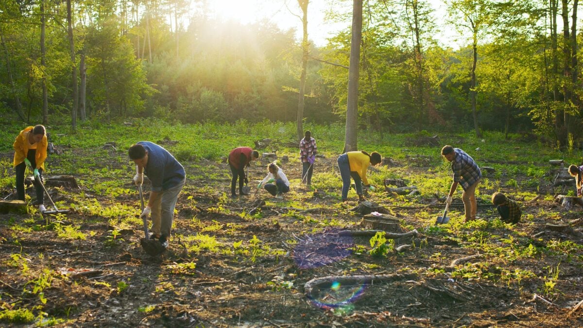 Wide shot image of people planting trees on land that used to be used for animal farming