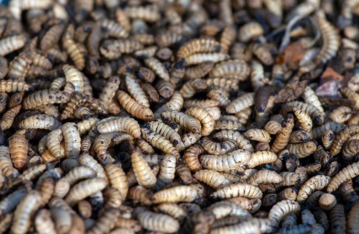 Close-up of a thousands of insects at an insect farm